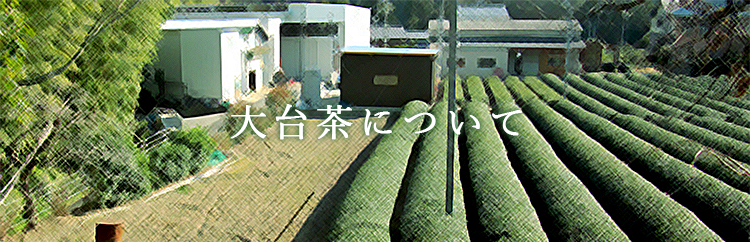 大台茶について